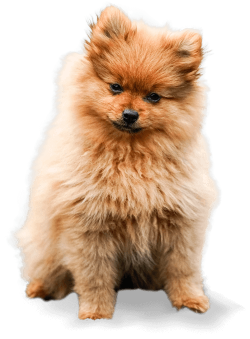 healthy dog