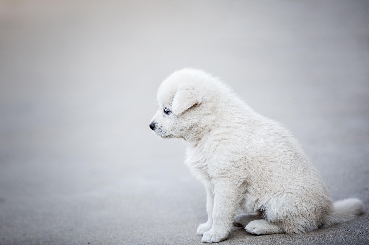 dog, nature, puppy, pet, animal, lonely, white dog, young dog, domestic dog, canine, mammal, cute